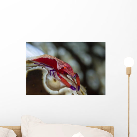 Imperator Commensal Shrimp Eyed Wall Decal