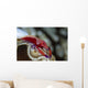 Imperator Commensal Shrimp Eyed Wall Decal