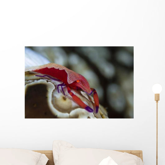 Imperator Commensal Shrimp Eyed Wall Decal