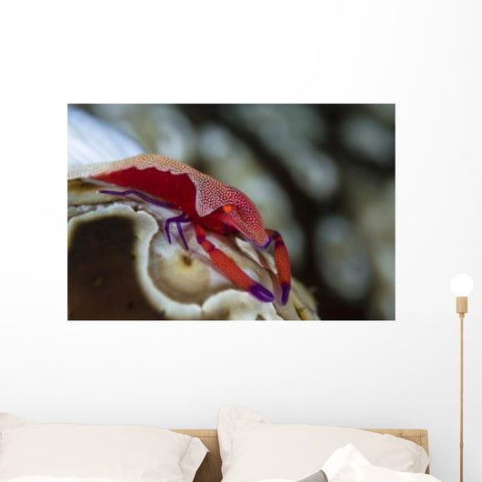 Imperator Commensal Shrimp Eyed Wall Decal