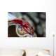 Imperator Commensal Shrimp Eyed Wall Decal