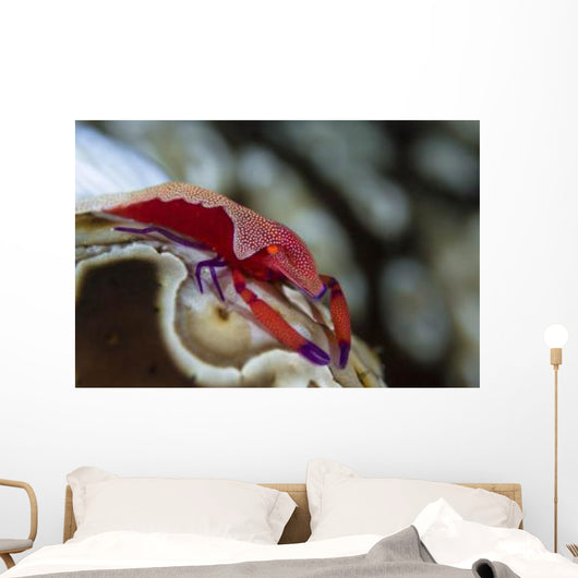 Imperator Commensal Shrimp Eyed Wall Decal