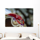 Imperator Commensal Shrimp Eyed Wall Decal