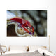 Imperator Commensal Shrimp Eyed Wall Decal