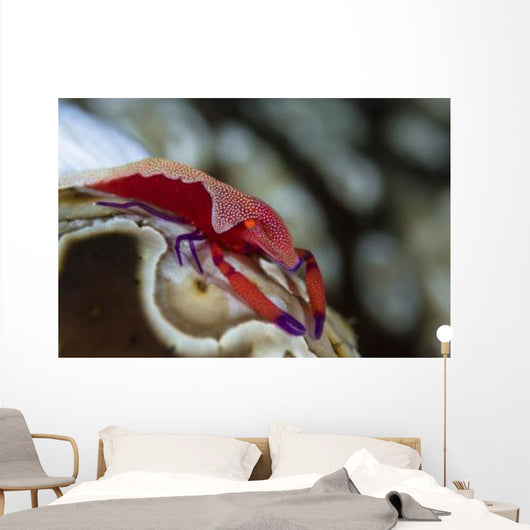 Imperator Commensal Shrimp Eyed Wall Decal