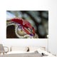 Imperator Commensal Shrimp Eyed Wall Decal