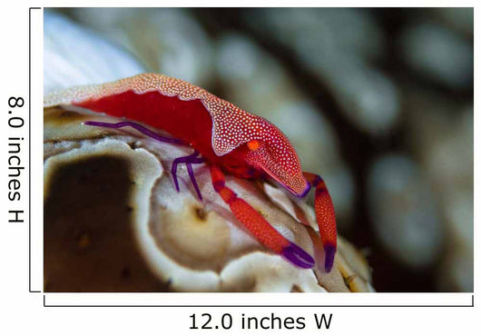 Imperator Commensal Shrimp Eyed Wall Decal
