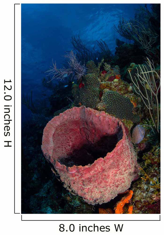 Barrel Sponge Seascape Belize Wall Decal