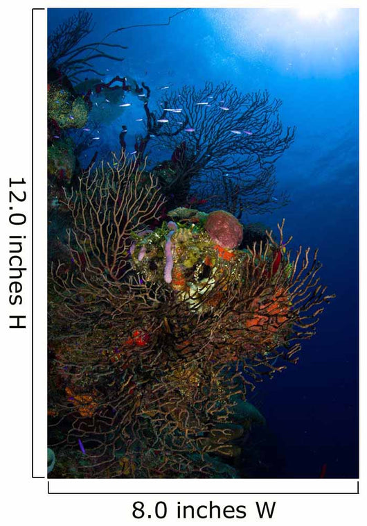 Sea Fan Seascape Belize Wall Decal Design 2