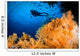 Diver Swims above Soft Wall Decal
