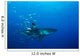 Male Great White Shark Wall Decal Design 9