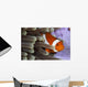 Clown Anemonefish Indonesia Wall Decal Design 2