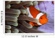 Clown Anemonefish Indonesia Wall Decal Design 2