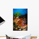 Hard Coral and Soft Wall Decal