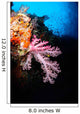 Soft Coral Seascape Fiji Wall Decal Design 1
