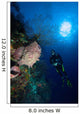 Barrel Sponge and Diver Wall Decal