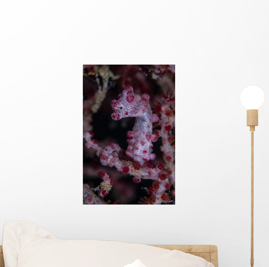 Pygmy Seahorse Australia Wall Decal