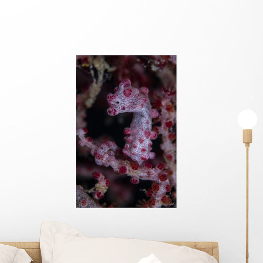 Pygmy Seahorse Australia Wall Decal