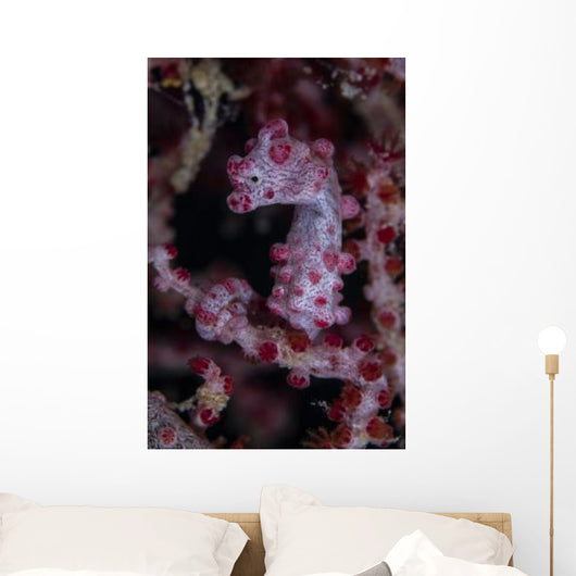 Pygmy Seahorse Australia Wall Decal