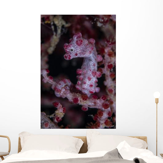Pygmy Seahorse Australia Wall Decal