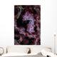 Pygmy Seahorse Australia Wall Decal