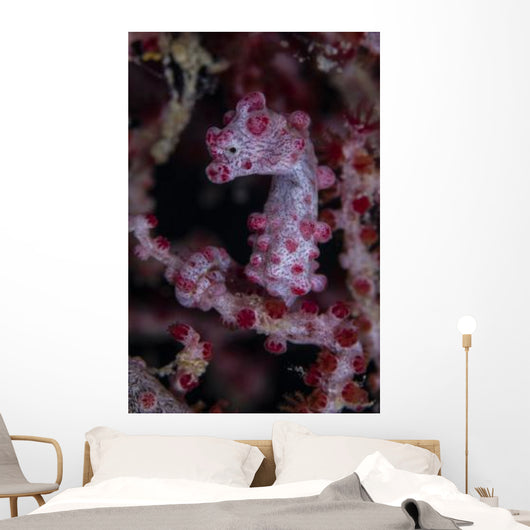 Pygmy Seahorse Australia Wall Decal