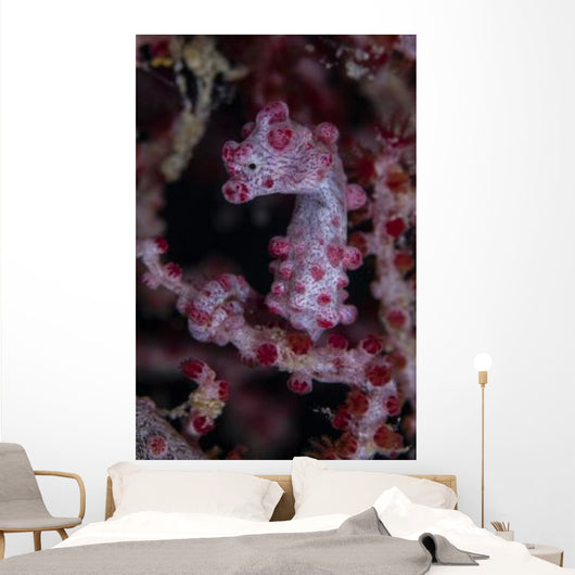 Pygmy Seahorse Australia Wall Decal
