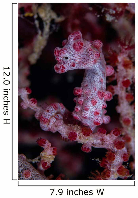 Pygmy Seahorse Australia Wall Decal