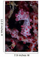 Pygmy Seahorse Australia Wall Decal