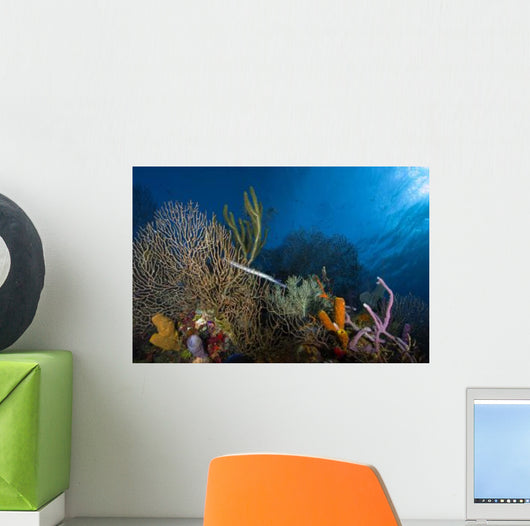 Trumpetfish Belize Wall Decal