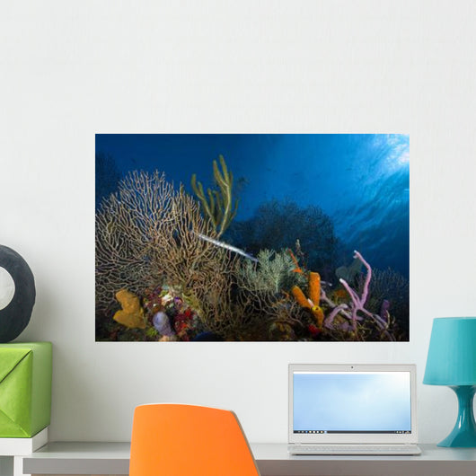 Trumpetfish Belize Wall Decal