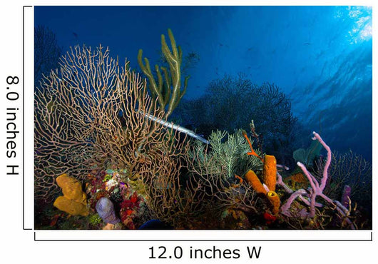 Trumpetfish Belize Wall Decal