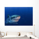 Great White Shark Guadalupe Wall Decal Design 1