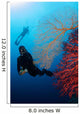 Divers Swimming Sea Fans Wall Decal
