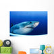 Great White Shark Guadalupe Wall Decal