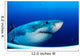 Great White Shark Guadalupe Wall Decal