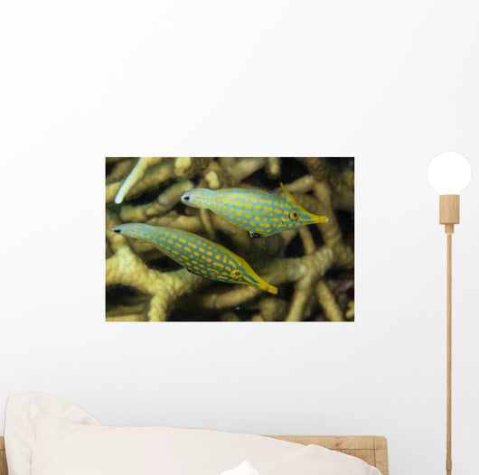 Pair Comet Fish Australia Wall Decal