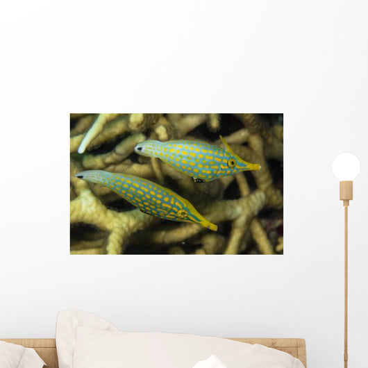 Pair Comet Fish Australia Wall Decal
