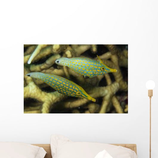 Pair Comet Fish Australia Wall Decal
