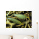 Pair Comet Fish Australia Wall Decal