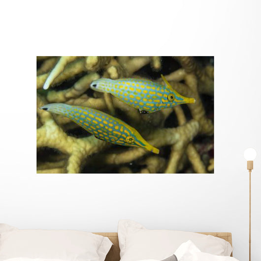 Pair Comet Fish Australia Wall Decal