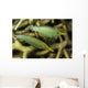 Pair Comet Fish Australia Wall Decal