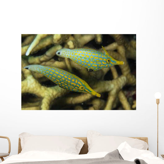 Pair Comet Fish Australia Wall Decal