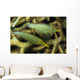 Pair Comet Fish Australia Wall Decal