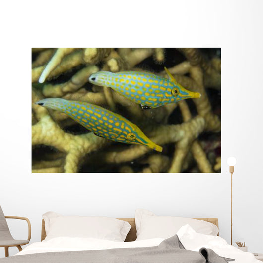 Pair Comet Fish Australia Wall Decal