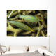 Pair Comet Fish Australia Wall Decal