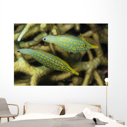 Pair Comet Fish Australia Wall Decal