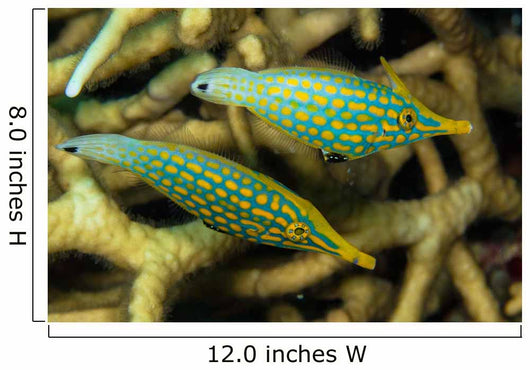 Pair Comet Fish Australia Wall Decal