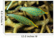 Pair Comet Fish Australia Wall Decal