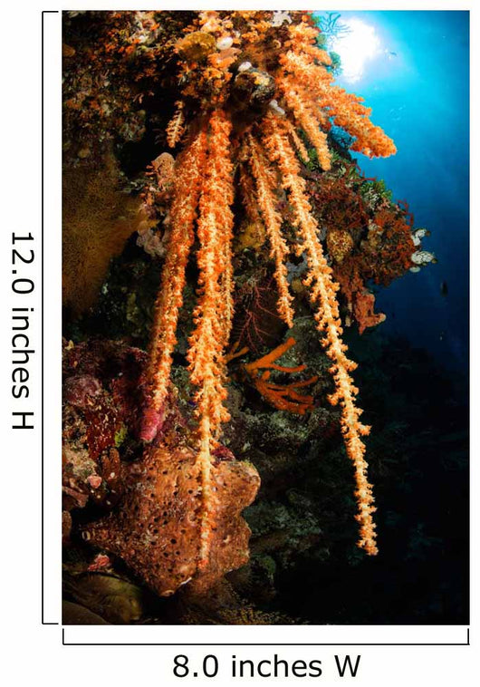 Soft Coral Reef Seascape Wall Decal Design 2